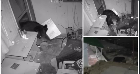 केदारनाथ पैदल मार्ग पर भालुओं का खतरा बढ़ा, लिंचोली में दुकान में घुसा जंगली भालू, CCTV में कैद